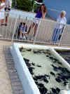 Turtle farm