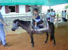 Horsey ride
