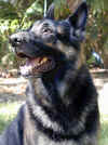 Jake