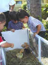 Wow! Baby chickens!