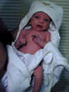 Little Boxer
